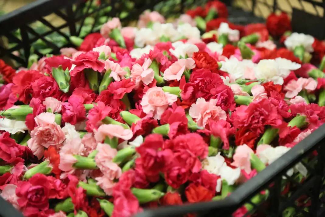 Antalya'nın Karanfili Sirtakide Tabak Kırmanın Yerini Aldı 1